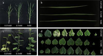 Frontiers In Plant Science Photosynthesis And Photobiology